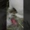 Rabbit Giving Birth #shorts