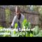 How to Harvest Collard Greens to promote Growth?