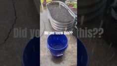 [ID: DfoiMQXa7k0] Youtube Automatic