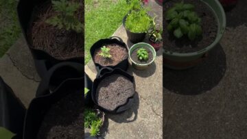 [ID: dGvnMWRY-Wg] Youtube Automatic