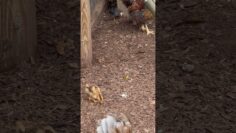 [ID: dH2ebvzVfyI] Youtube Automatic