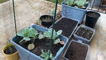 [ID: dlzqQJzzprc] Youtube Automatic