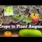 What Crops to Plant in Early August?