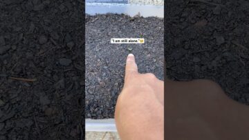 [ID: dRdwD_enSfc] Youtube Automatic