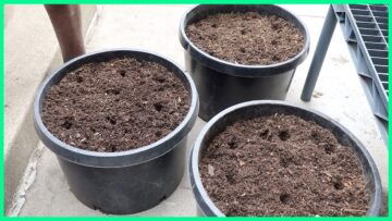 [ID: dVMMwrwbpsE] Youtube Automatic