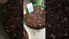 [ID: DwZzHvGyN6o] Youtube Automatic