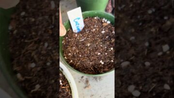 [ID: DwZzHvGyN6o] Youtube Automatic