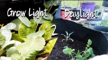 [ID: dyCcHOth2_E] Youtube Automatic