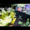 Grow Light To Sunlight/How I Transplant My Seedlings For Fall/Brokefarmer/#MIG/Crop Confusion