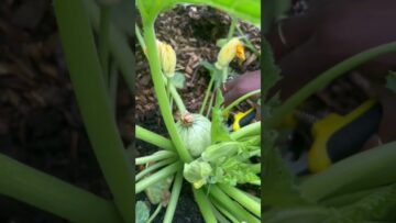 [ID: DZLtJfrDQaU] Youtube Automatic