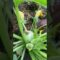Harvesting Our First Zucchini 💚 #zone9b
