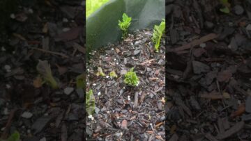 [ID: e2CpjuFwde4] Youtube Automatic