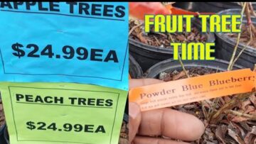 [ID: E30ysETAVj8] Youtube Automatic