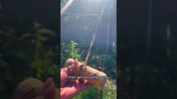 [ID: E8c5R8_vOeo] Youtube Automatic