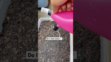 [ID: e8wLD0_7lVo] Youtube Automatic