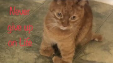 [ID: EcNC9VZ_Nlk] Youtube Automatic