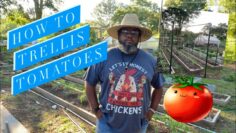 [ID: -Ef4engfl0c] Youtube Automatic