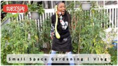 [ID: EFjLqC1IUJc] Youtube Automatic