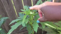 [ID: Eg1VITRAPRw] Youtube Automatic