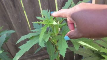 [ID: Eg1VITRAPRw] Youtube Automatic