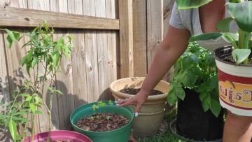 [ID: egj9-cRJXGw] Youtube Automatic