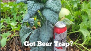 [ID: EHIb1P3Zumw] Youtube Automatic