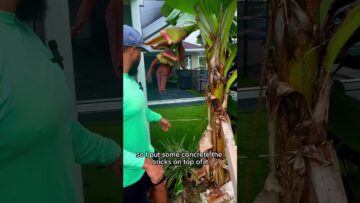 [ID: elv5YSoafh0] Youtube Automatic