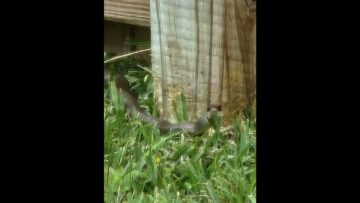 [ID: enixQOZ8d_A] Youtube Automatic