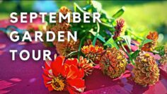 [ID: eNmWUAnOzi0] Youtube Automatic