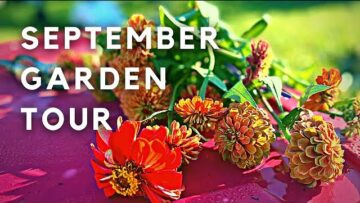 [ID: eNmWUAnOzi0] Youtube Automatic