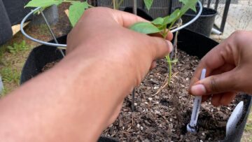 [ID: eny5DtaXHEo] Youtube Automatic