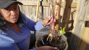 [ID: eoy0buKnsd0] Youtube Automatic