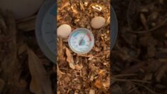 [ID: EP2yi5rgvO4] Youtube Automatic