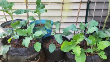 [ID: EpBmNbXvHkA] Youtube Automatic