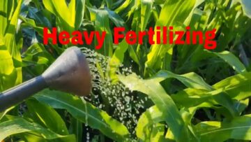 [ID: ePDOUsO_xTc] Youtube Automatic