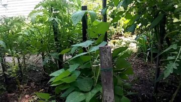 [ID: epI6BykkGuI] Youtube Automatic