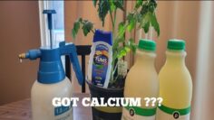 [ID: EQvd8ra5mB4] Youtube Automatic