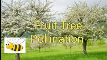 [ID: Esdn3QwuUNc] Youtube Automatic