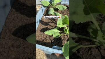 [ID: eSV9GLVfThM] Youtube Automatic