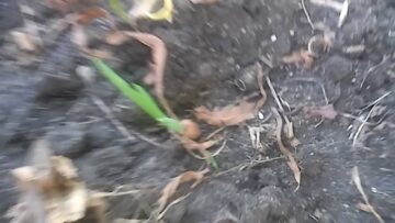 [ID: eub7KG3yAE4] Youtube Automatic