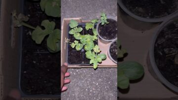 [ID: evaXO9Zuxi8] Youtube Automatic