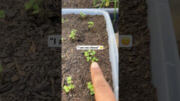 [ID: exl7EzIPKqk] Youtube Automatic