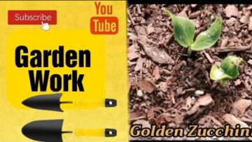 [ID: ezIo6vpyLIc] Youtube Automatic