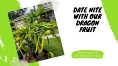 [ID: f06V4n2D8Mo] Youtube Automatic