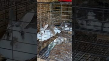 [ID: F2yTFOf1dSs] Youtube Automatic