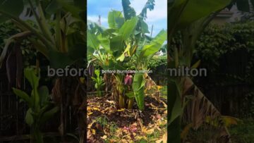 [ID: _F8sBTCm3-o] Youtube Automatic