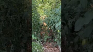 [ID: Fa9rf11jytU] Youtube Automatic