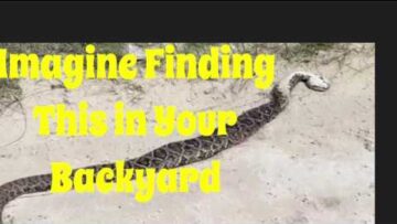 [ID: FBPLMHTHvwM] Youtube Automatic