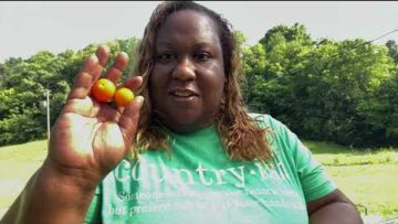 [ID: fFoJ7BcODBw] Youtube Automatic