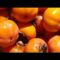 How to grow persimmon tree/ Fuyu persimmon trees and Honan Persimmons/Fuyu Persimmons